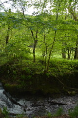 Photographs in the nature of Germany. The Urach Waterfalls are located in the town of Bad Urach.