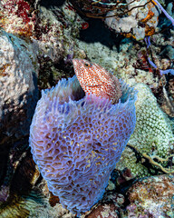 Graysby grouper hiding in a sponge, Coral reef in Bonaire