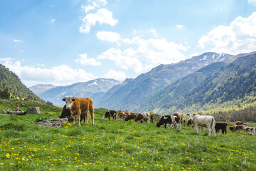 Cows Herd in caucasus Mountains. Spring landscape. Karachay-Cherkessia republic, Russia
