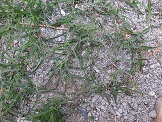 grass on the ground
