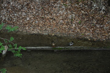 Photographs in the nature of Germany. The Urach Waterfalls are located in the town of Bad Urach.