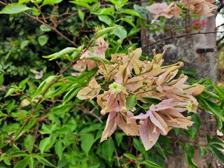 bougainvillea in the garden
