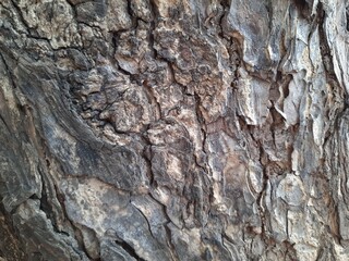 bark of a tree