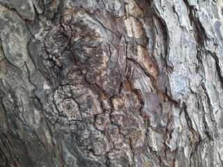 bark of tree background
