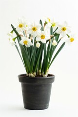A black pot filled with white and yellow flowers. Perfect for gardening enthusiasts