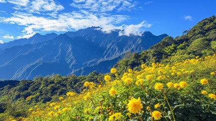 Aesthetic Highland Bliss: Captivating Autumn Scenery and Chrysanthemum Blossoms in Taiwan's Hehuan M
