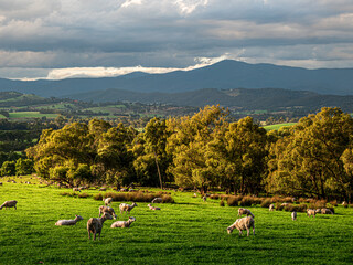 Yarra Valley Sheep Mountains In Background