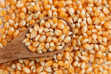 Dried corn or maize kernels