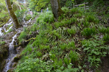 Photographs in the nature of Germany. The Urach Waterfalls are located in the town of Bad Urach.
