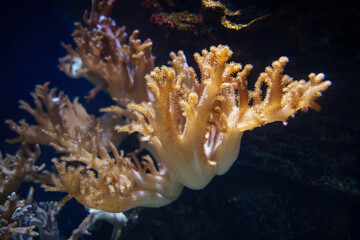 Spaghetti Leather Soft Coral Alcyonacea tropical reef