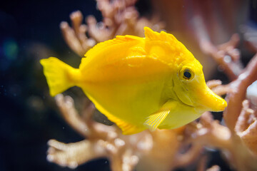 Yellow tang fish (Zebrasoma flavescens) tropical reef diving