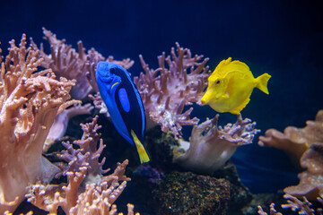 Yellow Tang and Blue tang fish together Indo-Pacific coral reef