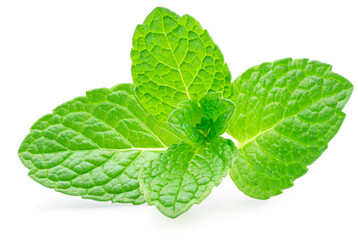 Green fresh top of peppermint or spearmint isolated on white background. Full depth of field. Clipping path.
