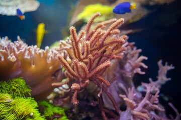 Bright colorful reef polyp Spaghetti Leather Soft Coral Alcyonacea