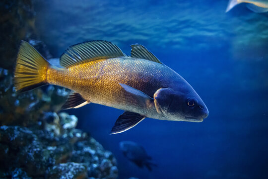 Brown meagre or corb (Sciaena umbra) commercial marine Atlantic fish