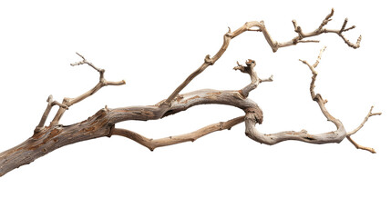 Fototapeta premium Dry twisted jungle branch isolated on transparent background