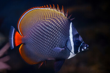 The red-tailed butterflyfish 