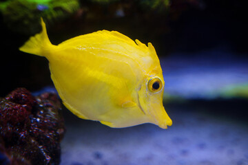 Yellow Tang popular marine aquarium tropical fish