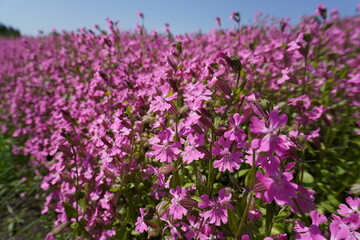 フクロナデシコ