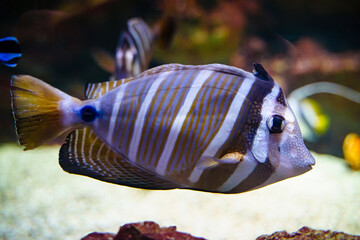 Sailfin tang Pacific marine fish