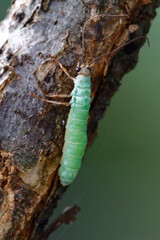 Glow Worm, taken in Honduras.