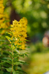 A yellow flower with green leaves is in a field. The flower is surrounded by other yellow flowers, creating a bright and cheerful scene