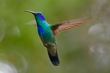 Fototapeta premium Mexican Violetear hummingbird (Colibri thalassinus), taken in Honduras.