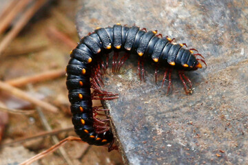 Yellow and black millipede, taken in Honduras.