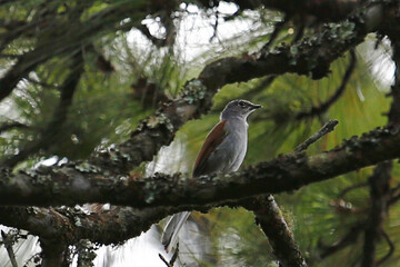 Brown-backed Solitaire (Myadestes occidentalis), taken in Honduras.