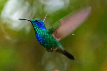 Obraz premium Mexican Violetear hummingbird (Colibri thalassinus), taken in Honduras.