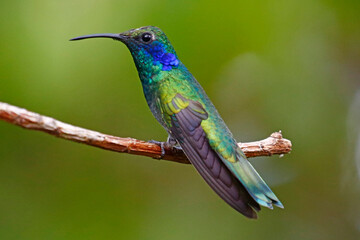 Mexican Violetear hummingbird (Colibri thalassinus), taken in Honduras. © Jenny Grewal