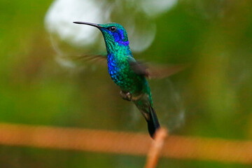 Mexican Violetear hummingbird (Colibri thalassinus), taken in Honduras.