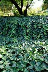 A background of ivy on which the sun's rays fall.