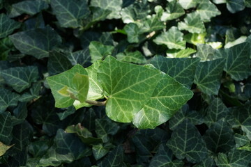 Background with a beautiful ivy leaf
