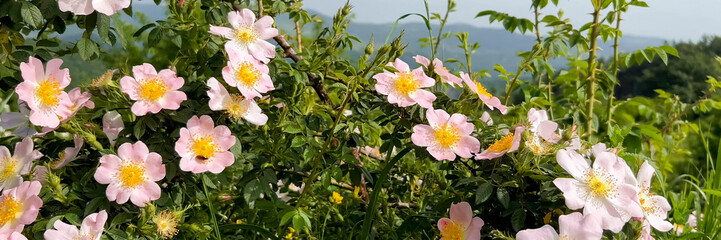 Wild pink roses blooming with lush greenery, perfect for Spring, Mother's Day themes, and nature backgrounds