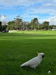 cockatoo in the park