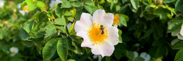 Wild pink roses blooming with lush greenery, perfect for Spring, Mother's Day themes, and nature...