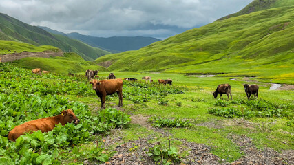 Cows on alpine green meadow in the mountain valey