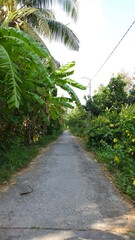 Obraz premium Narrow village street in countryside at Mekong Delta Vietnam.