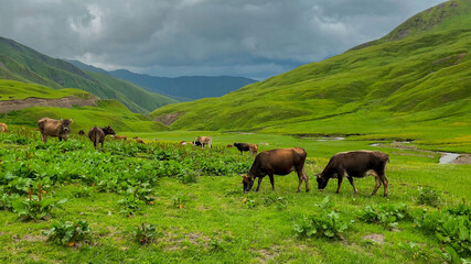 Cows on alpine green meadow in the mountain valey