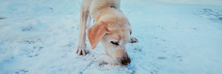 Adult Labrador Retriever playing in the snow during winter, capturing the joy of pets in cold...