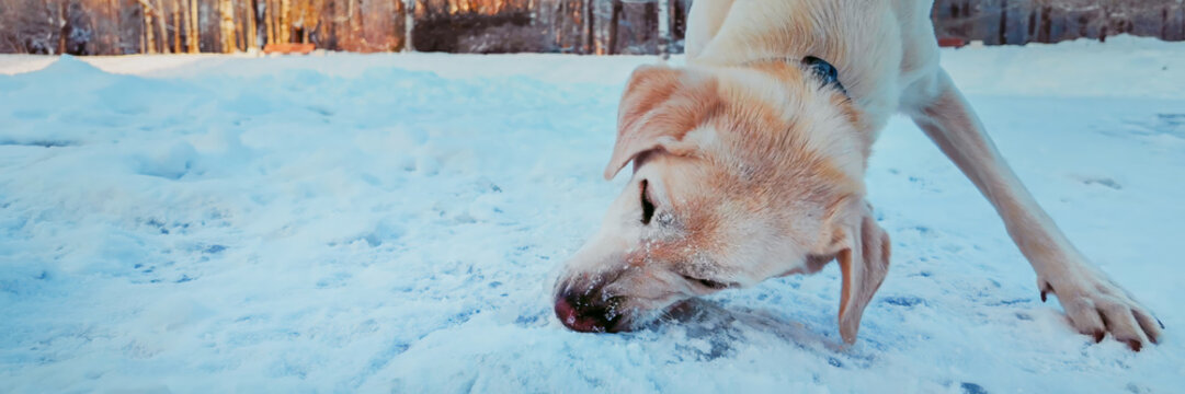 Adult Labrador Retriever playing in the snow during winter, capturing the joy of pets in cold weather and holiday season activities