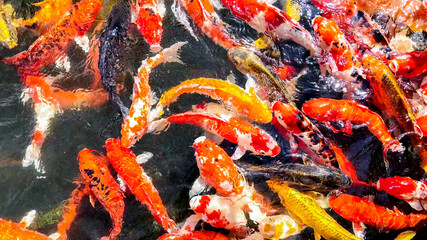 Vibrant koi fish swarm in a pond, perfect for themes of Zen gardens, tranquility, or Asian cultural...