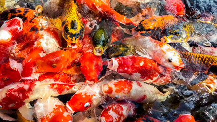 Many colorful coi fishes, red orange and black