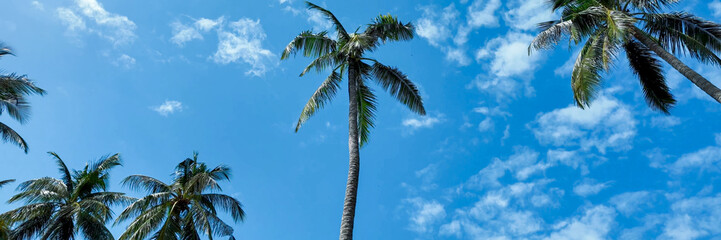 Lush palm trees against a blue sky with fluffy clouds, embodying tropical summer vacations and...