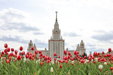 View of main building of Moscow State University through red tulips, higher education in Russia