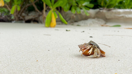 Hermit crab traversing white sandy beach with tropical foliage in the background, ideal for nature, travel, and summer vacation concepts