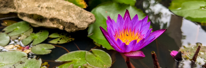 Vibrant purple water lily blooming amidst lily pads in a tranquil pond, ideal for wellness,...