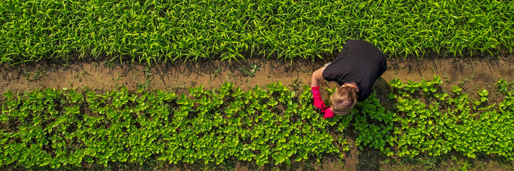 Aerial view of a woman tending to a lush vegetable garden, symbolizing sustainable living and Earth...