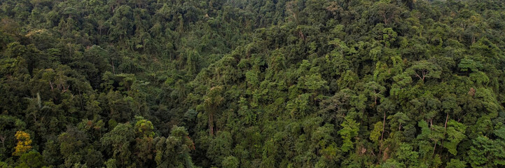 Aerial view of a dense tropical rainforest canopy, symbolizing Earth Day and World Environment Day,...